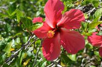 65 Hibiscus im Botanischen Garten &ndash; &copy; Maria Schneider (Eberhardt TRAVEL)