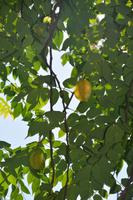 86 Sternfruchtbaum &ndash; &copy; Maria Schneider (Eberhardt TRAVEL)
