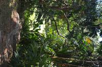 91 Botanischer Garten in Victoria &ndash; &copy; Maria Schneider (Eberhardt TRAVEL)