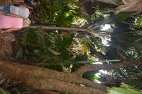 289 Valle de Mai &ndash; &copy; Maria Schneider (Eberhardt TRAVEL)