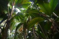 300 Valle de Mai &ndash; &copy; Maria Schneider (Eberhardt TRAVEL)