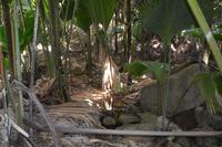 302 Valle de Mai &ndash; &copy; Maria Schneider (Eberhardt TRAVEL)
