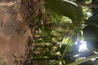 303 Valle de Mai &ndash; &copy; Maria Schneider (Eberhardt TRAVEL)