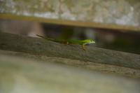 309 Gecko im Valle de Mai &ndash; &copy; Maria Schneider (Eberhardt TRAVEL)