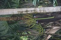 315 Valle de Mai &ndash; &copy; Maria Schneider (Eberhardt TRAVEL)