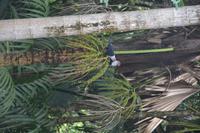 316 Valle de Mai &ndash; &copy; Maria Schneider (Eberhardt TRAVEL)