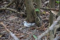 456 Vögel auf Cousin &ndash; &copy; Maria Schneider (Eberhardt TRAVEL)