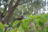 463 Vögel auf Cousin &ndash; &copy; Maria Schneider (Eberhardt TRAVEL)