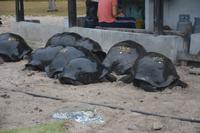 553 Schildkröten &ndash; &copy; Maria Schneider (Eberhardt TRAVEL)