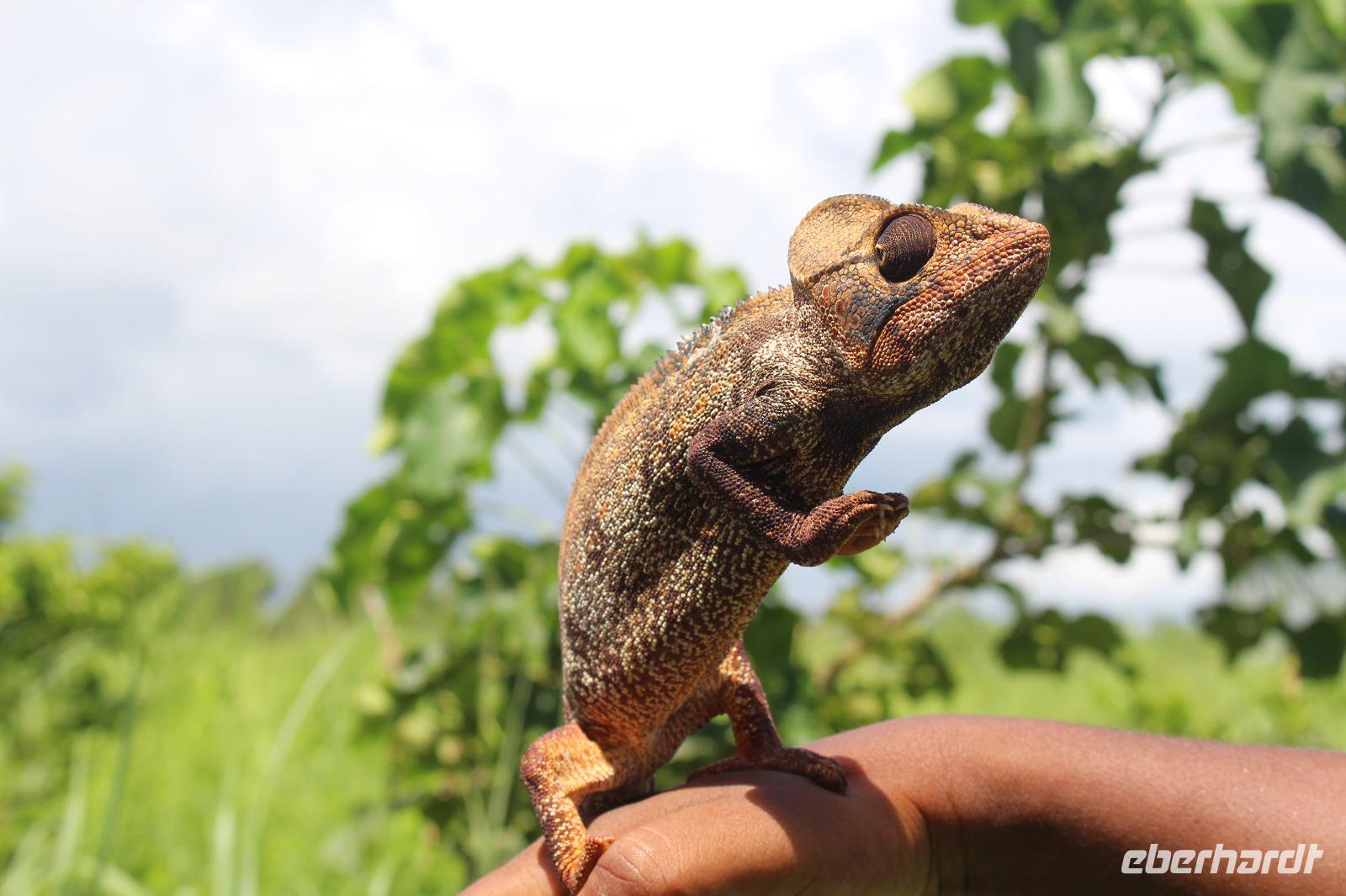 Madagaskar - Camelion &ndash; &copy; Claudia Schöpe (Eberhardt TRAVEL)