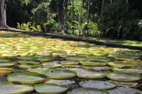 Mauritius - Botanischer Garten - Lotusblüten &ndash; &copy; Claudia Schöpe (Eberhardt TRAVEL)