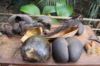 Seychellen/Praslin - Vallee De Mai - Coco de Mer &ndash; &copy; Claudia Schöpe (Eberhardt TRAVEL)