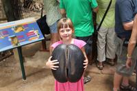 Seychellen/Praslin - Vallee De Mai - Coco de Mer &ndash; &copy; Claudia Schöpe (Eberhardt TRAVEL)