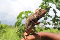 Madagaskar - Camelion &ndash; &copy; Claudia Schöpe (Eberhardt TRAVEL)