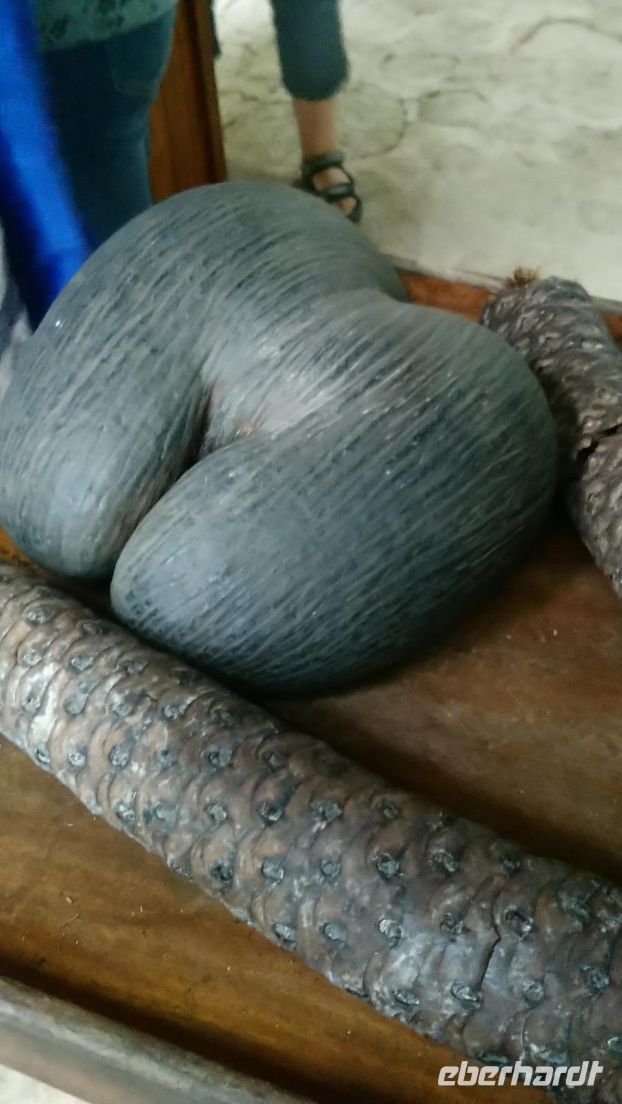Die endemische Coco de Mer &ndash; &copy; Laura Schäfer (Eberhardt TRAVEL)