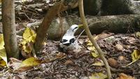Weißschwanz-Tropikvogel &ndash; &copy; Laura Schäfer (Eberhardt TRAVEL)