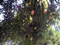 Mangos &ndash; &copy; Peter Rudolph (Eberhardt TRAVEL)