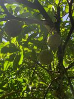 Soursop (Graviola) - Powerfrucht gegen viele Krankheiten &ndash; &copy; Anne Schröder (Eberhardt TRAVEL)