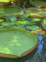 Riesenseerosen &ndash; &copy; Anne Schröder (Eberhardt TRAVEL)