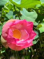 Lotusblüte &ndash; &copy; Anne Schröder (Eberhardt TRAVEL)
