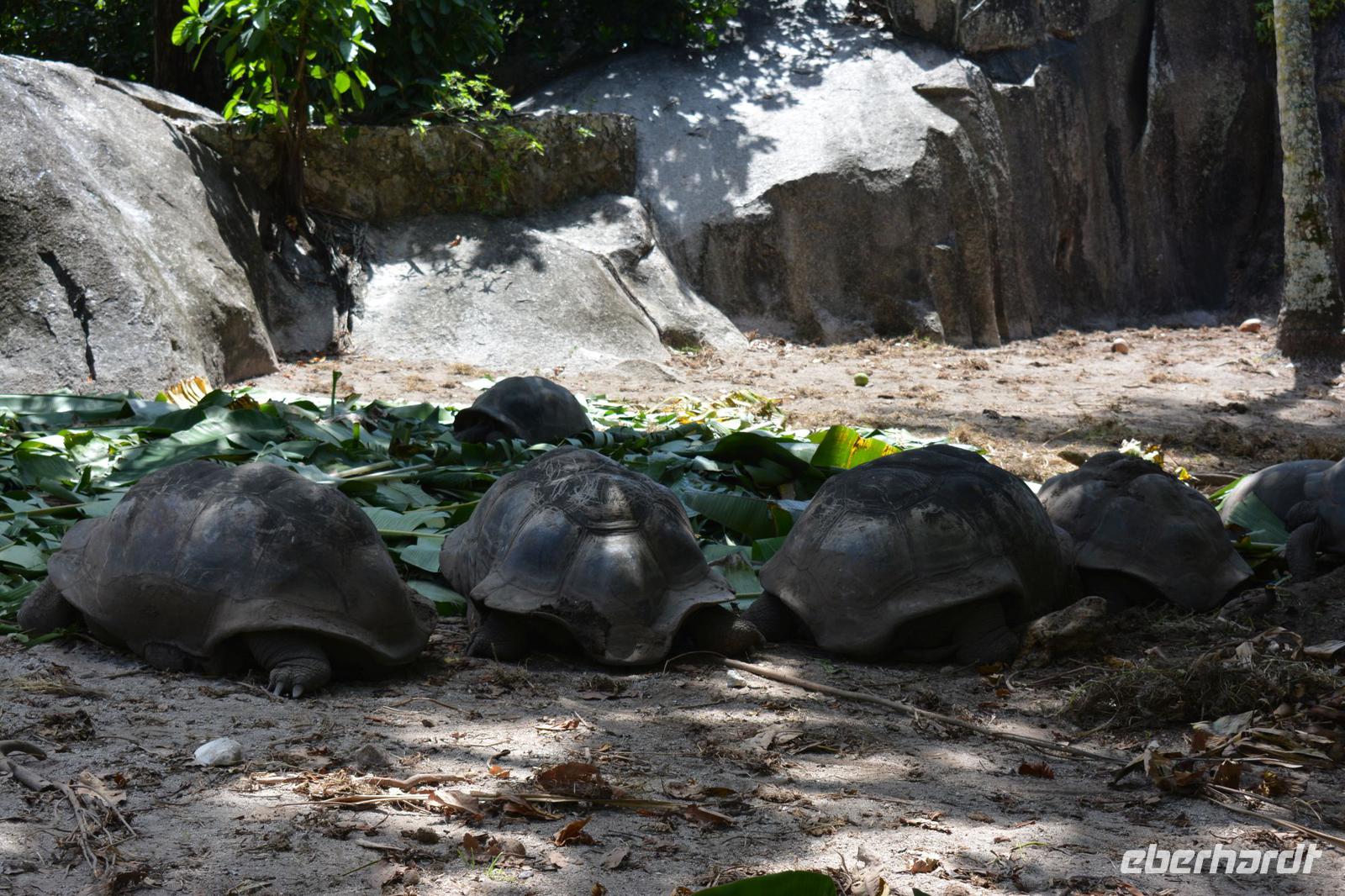 Landschildkröten auf La Digue &ndash; &copy; Franziska Barthel (Eberhardt TRAVEL)