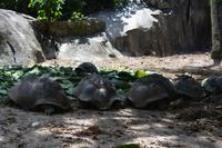 Landschildkröten auf La Digue &ndash; &copy; Franziska Barthel (Eberhardt TRAVEL)