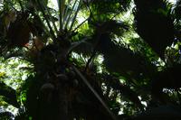 Vallee de Mai - Heimat der Coco de Mer &ndash; &copy; Franziska Barthel (Eberhardt TRAVEL)