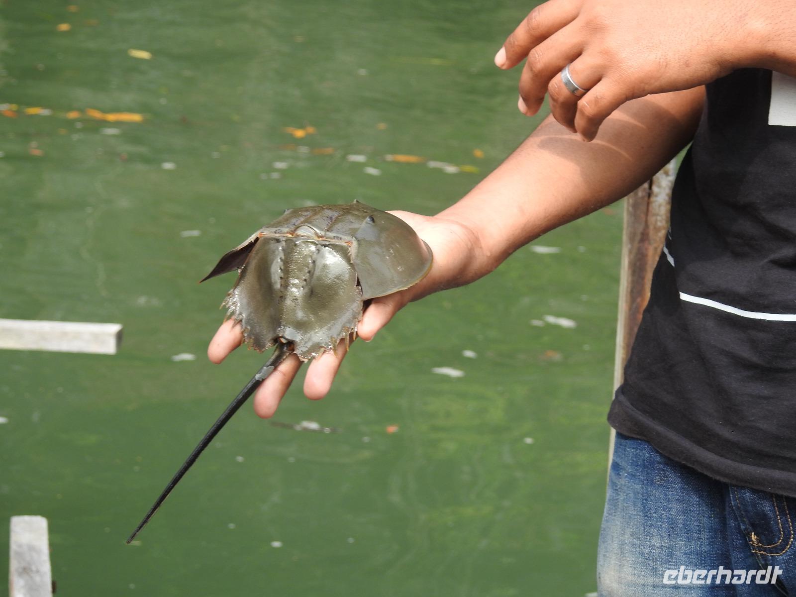 Fischfarm Langkawi &ndash; &copy; Sabine Letzybyll (Eberhardt TRAVEL)