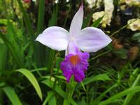 Orchideen Garten - Singapur &ndash; &copy; Sabine Letzybyll (Eberhardt TRAVEL)