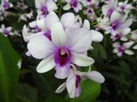 Orchideen Garten - Singapur &ndash; &copy; Sabine Letzybyll (Eberhardt TRAVEL)