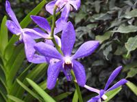Orchideen Garten - Singapur &ndash; &copy; Sabine Letzybyll (Eberhardt TRAVEL)