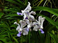 Orchideen Garten - Singapur &ndash; &copy; Sabine Letzybyll (Eberhardt TRAVEL)