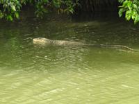 Leguan &ndash; &copy; Sabine Letzybyll (Eberhardt TRAVEL)