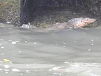 Leguan &ndash; &copy; Sabine Letzybyll (Eberhardt TRAVEL)