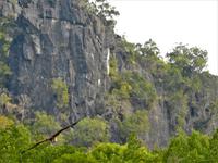Weißkopfseeadler Langkawi &ndash; &copy; Sabine Letzybyll (Eberhardt TRAVEL)
