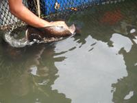Fischfarm Langkawi &ndash; &copy; Sabine Letzybyll (Eberhardt TRAVEL)
