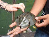 Pfeilschwanzkrebs Fischfarm Langkawi &ndash; &copy; Sabine Letzybyll (Eberhardt TRAVEL)