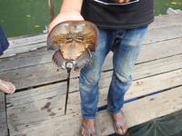 Pfeilschwanzkrebs Fischfarm Langkawi &ndash; &copy; Sabine Letzybyll (Eberhardt TRAVEL)