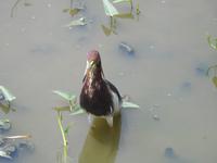 Vogel &ndash; &copy; Sabine Letzybyll (Eberhardt TRAVEL)