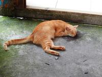 Katze &ndash; &copy; Sabine Letzybyll (Eberhardt TRAVEL)