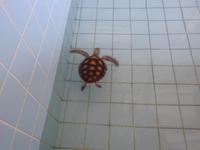 Turtle Farm &ndash; &copy; Sabine Letzybyll (Eberhardt TRAVEL)