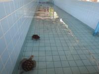 Turtle Farm &ndash; &copy; Sabine Letzybyll (Eberhardt TRAVEL)