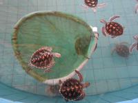 Turtle Farm &ndash; &copy; Sabine Letzybyll (Eberhardt TRAVEL)
