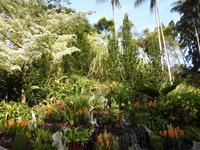 Orchideengarten Singapur &ndash; &copy; Sabine Letzybyll (Eberhardt TRAVEL)