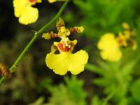 Tanzendes Mädchen - Orchideengarten Singapur &ndash; &copy; Sabine Letzybyll (Eberhardt TRAVEL)