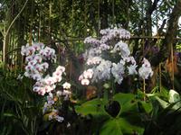 Orchideengarten Singapur &ndash; &copy; Sabine Letzybyll (Eberhardt TRAVEL)