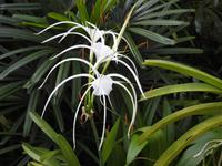 Orchideengarten Singapur &ndash; &copy; Sabine Letzybyll (Eberhardt TRAVEL)