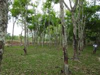 Kautschukplantage &ndash; &copy; Sabine Letzybyll (Eberhardt TRAVEL)