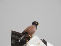Vogel &ndash; &copy; Sabine Letzybyll (Eberhardt TRAVEL)