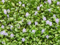 Blumen &ndash; &copy; Sabine Letzybyll (Eberhardt TRAVEL)